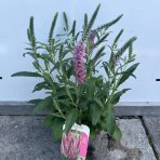 Veronika špicatá (Veronica spicata) ´INSPIRE PINK´, výška 20-30 cm - kont. C1L